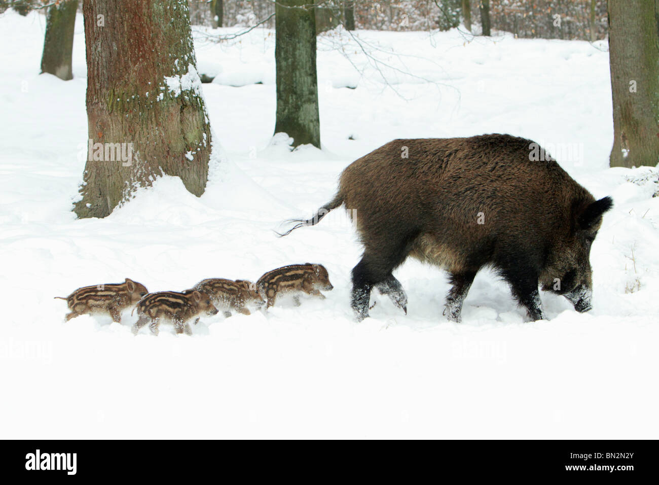 Cerdo salvaje europeo o el jabalí (Sus scrofa), SOW llevándola cuatro lechones aunque bosque cubierto de nieve, invierno, Alemania Foto de stock