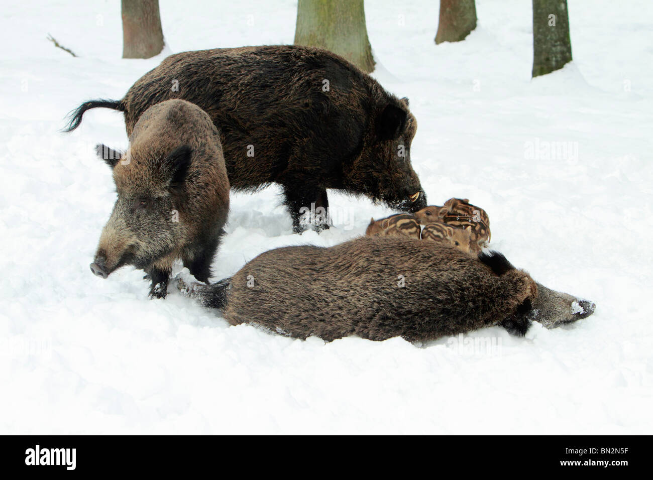 Cerdo salvaje europeo o el jabalí (Sus scrofa) el grupo familiar, mamá, papá, tía y lechones, en invierno, Alemania Foto de stock