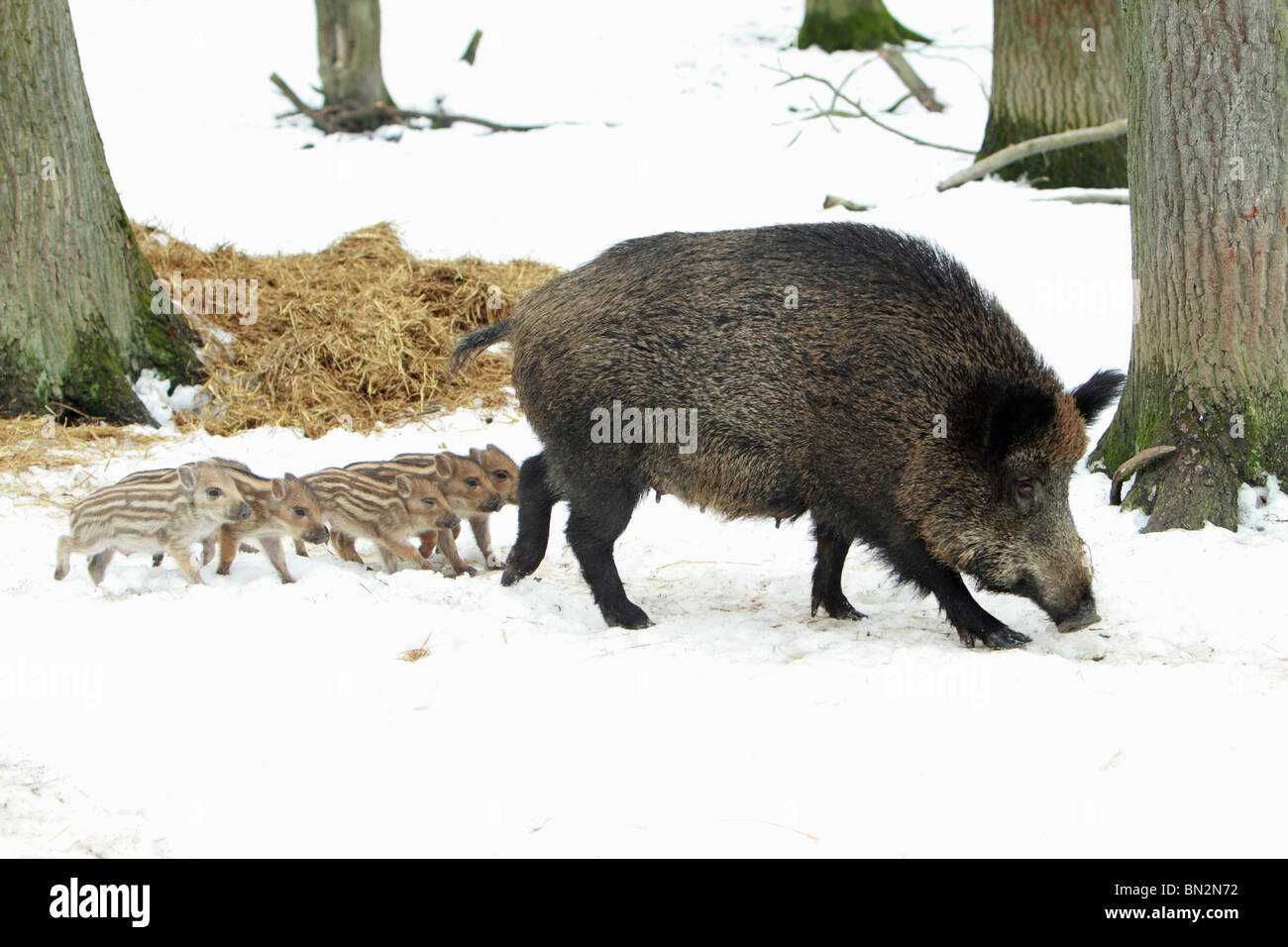 Cerdo salvaje europeo o el jabalí (Sus scrofa), SOW llevándola Seis lechones aunque bosques cubiertos de nieve, invierno, Alemania Foto de stock