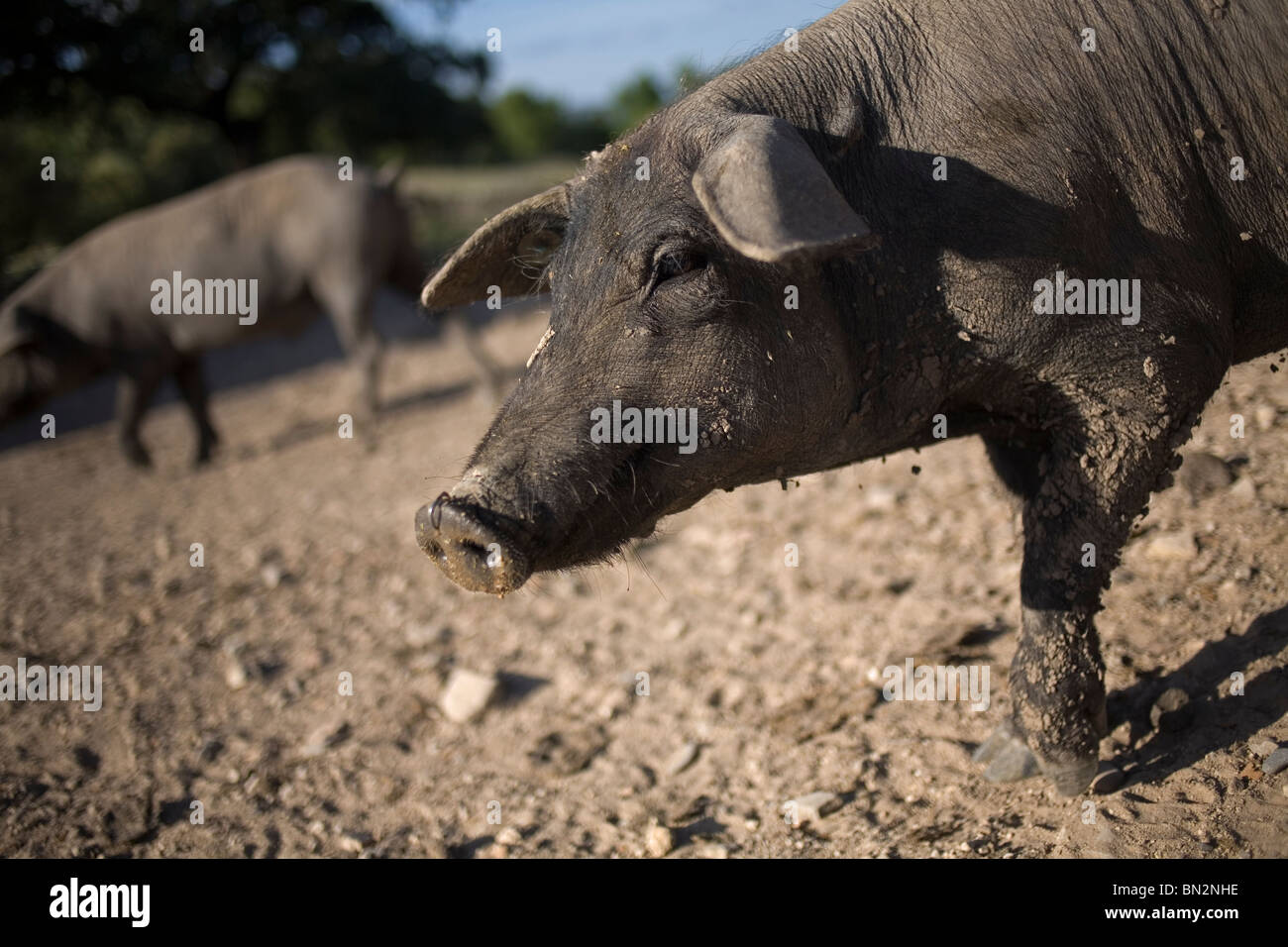 Español de cerdos ibéricos, la fuente de jamón ibérico conocido como pata negra, pasear por el campo Foto de stock
