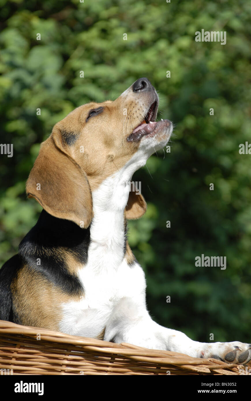 Ladrido de beagle fotografías e imágenes de alta resolución - Alamy
