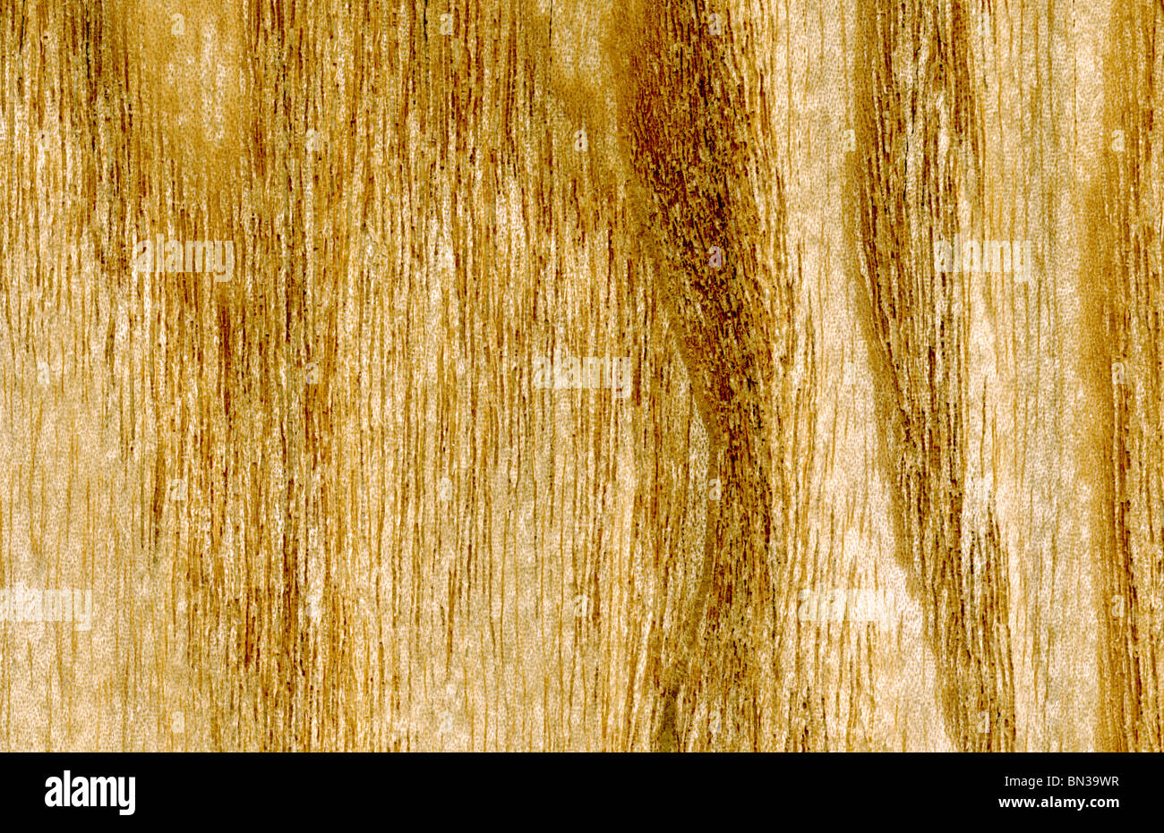 Tamo madera, fresnos, Fraxinus sieboldiana japonés, Japón, Tamo Japonés