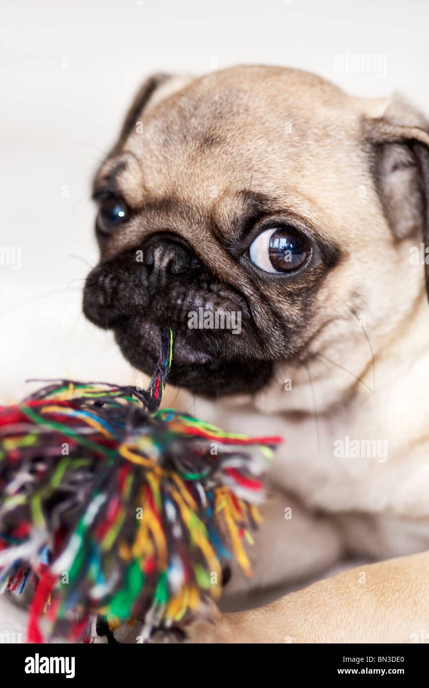 Pug, cachorro, jugando con la pelota de lana Foto de stock