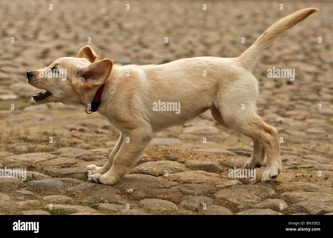 Cachorro Golden Retriever, ladrando Fotografía de stock - Alamy