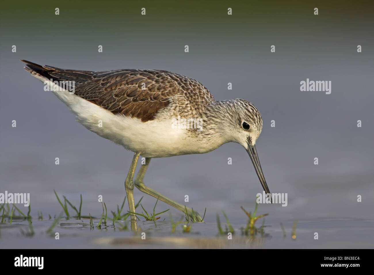 Greenshank (Tringa nebularia) en aguas poco profundas, vista lateral Foto de stock