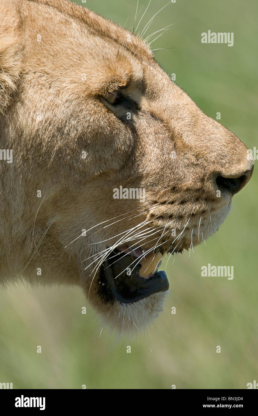 León, fotografiado en el Parque nacional Serengeti, Tanzania, África Foto de stock