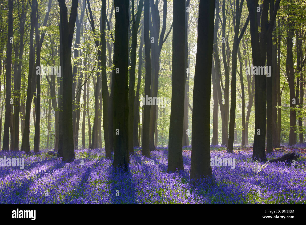 Transmisión de la luz solar a través de los árboles durante la primavera destacando una alfombra de campanillas en el piso del bosque Foto de stock