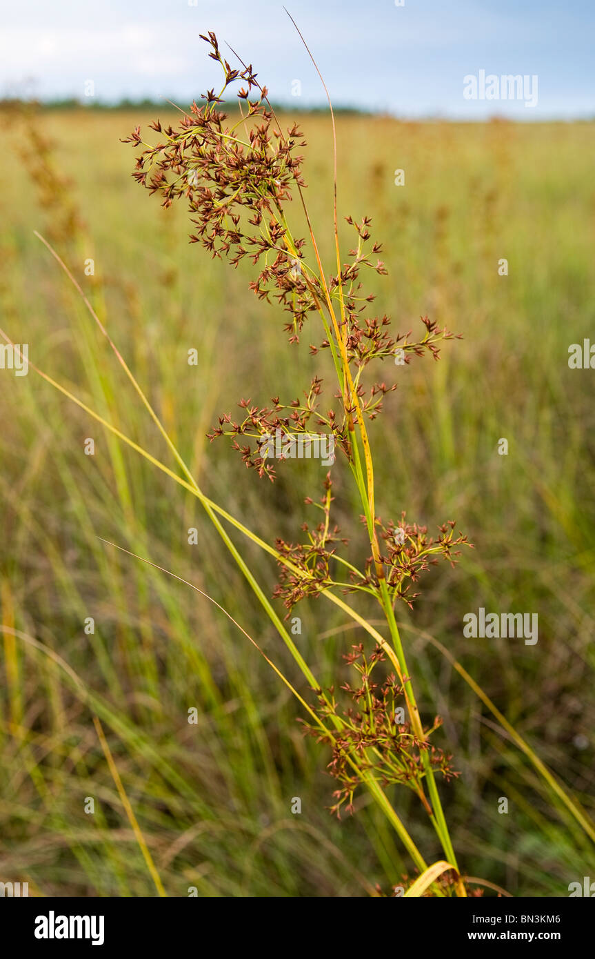 Visto la hierba flores florecen en primavera, el Parque Nacional Everglades, Florida, EE.UU. Foto de stock