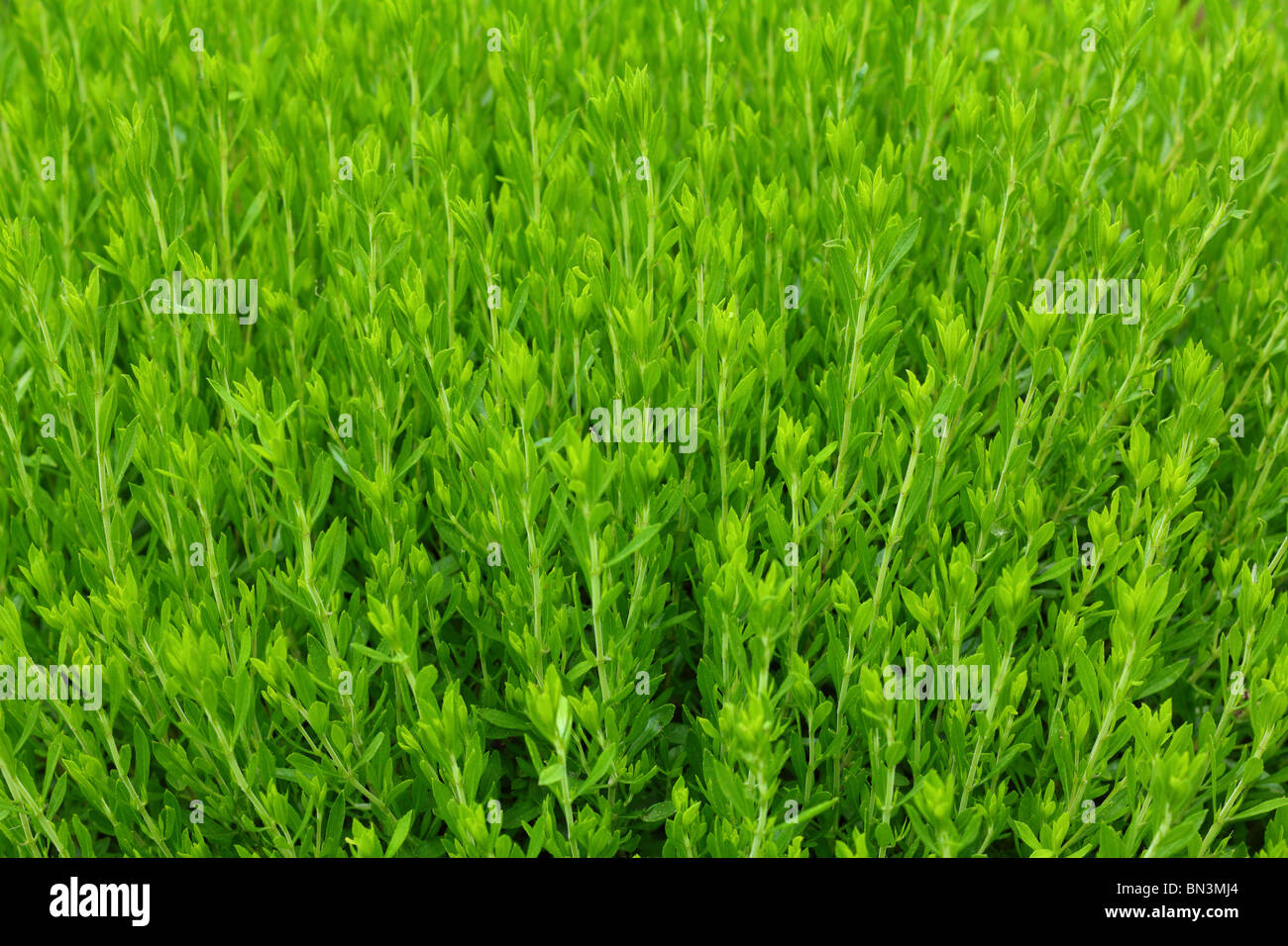 Ajedrea Satureja montana hierba verde fresca spice Foto de stock
