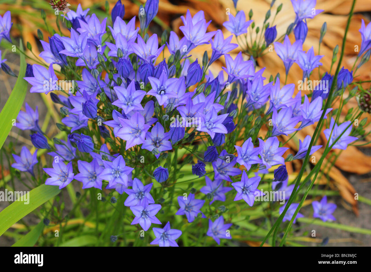 Flores azules de Brodiaea laxa 'Reina Fabiola' Foto de stock