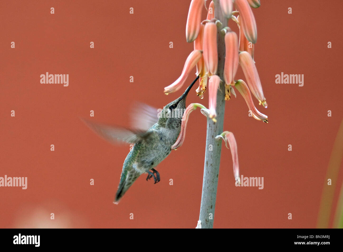 Alimentación colibrí, Desert Botanical Garden en Phoenix, Arizona, EE.UU. Foto de stock
