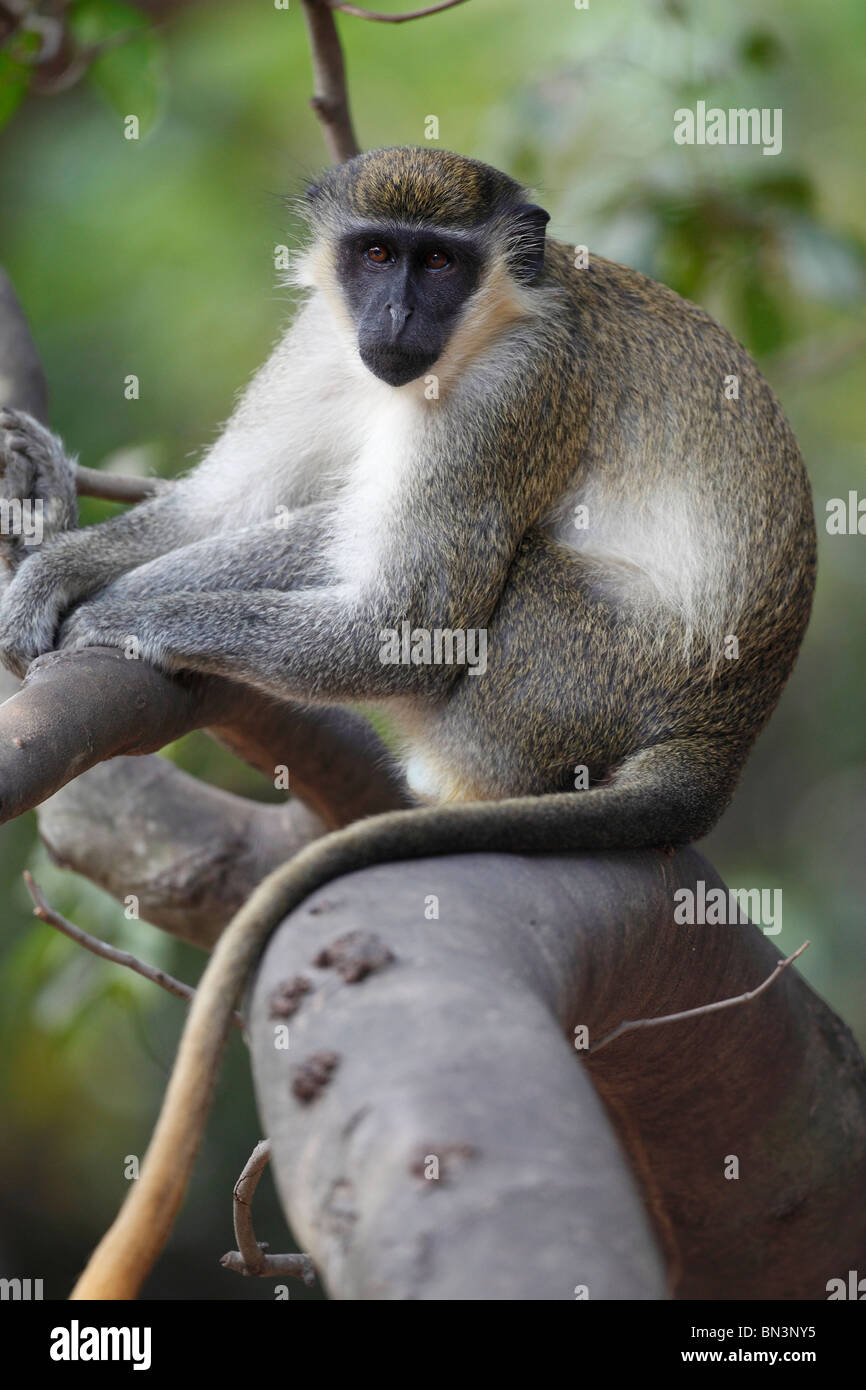 Mono verde fotografías e imágenes de alta resolución - Alamy