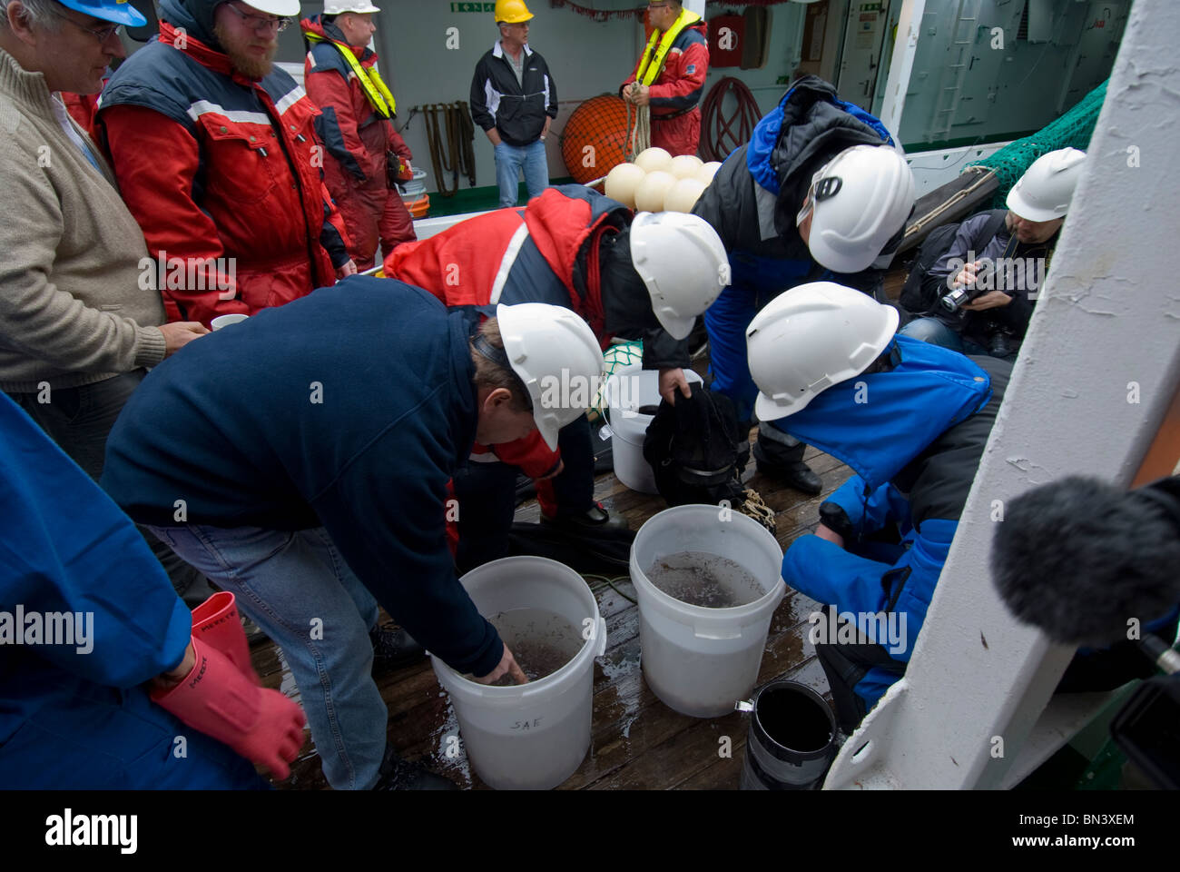 Los investigadores que examinan el krill antártico, Euphausia superba, muestras, la Antártida Foto de stock