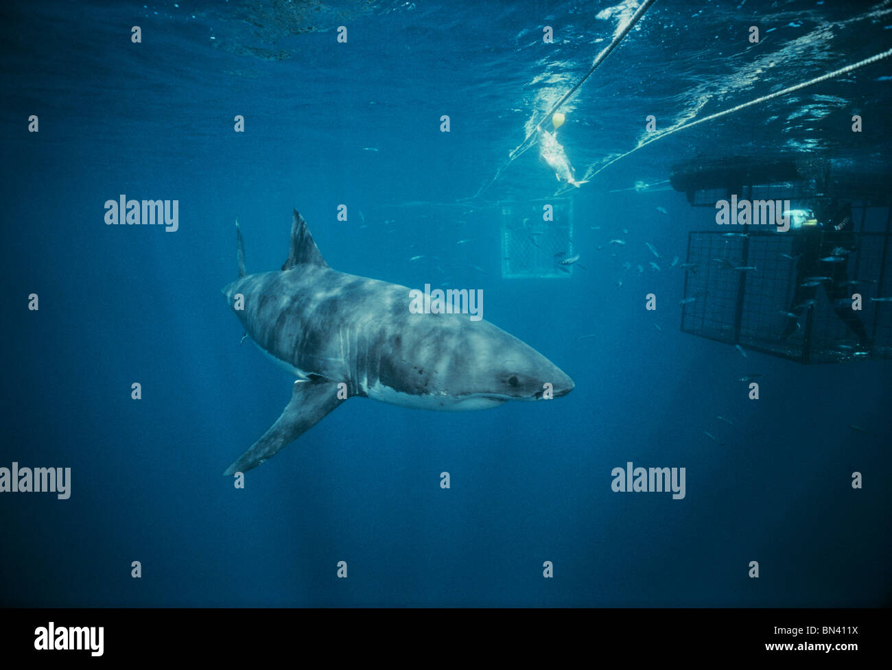 Filmación de buzo gran tiburón blanco (Carcharodon carcharias) de jaula protectora, peligrosos arrecifes, Australia del Sur Foto de stock