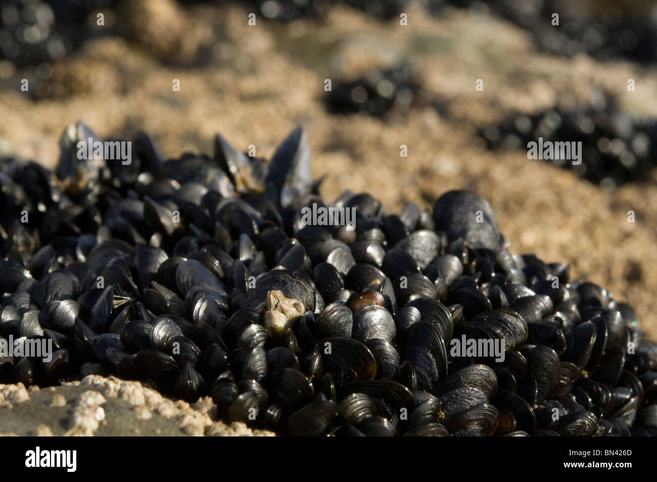 Mejillones, Mytilus edulis, intermareal, Amplia Haven, Pembrokeshire (Gales, Reino Unido, Europa Foto de stock