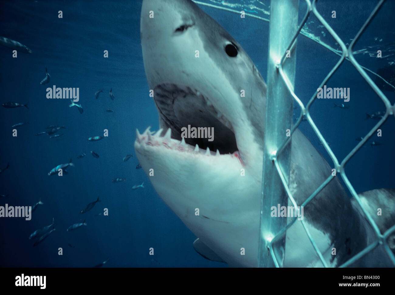 Gran Tiburón Blanco (Carcharodon carcharias) atacando buceo con tiburones jaula protectora, peligrosos arrecifes, Australia del Sur Foto de stock