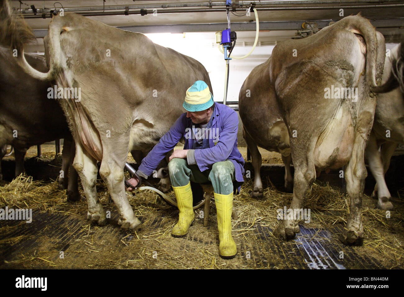El agricultor pone una máquina de ordeño de la ubre de una vaca, Jerzens, Austria Foto de stock