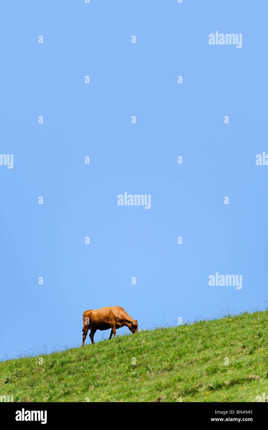 Vaca en la ladera de una colina. Foto de stock
