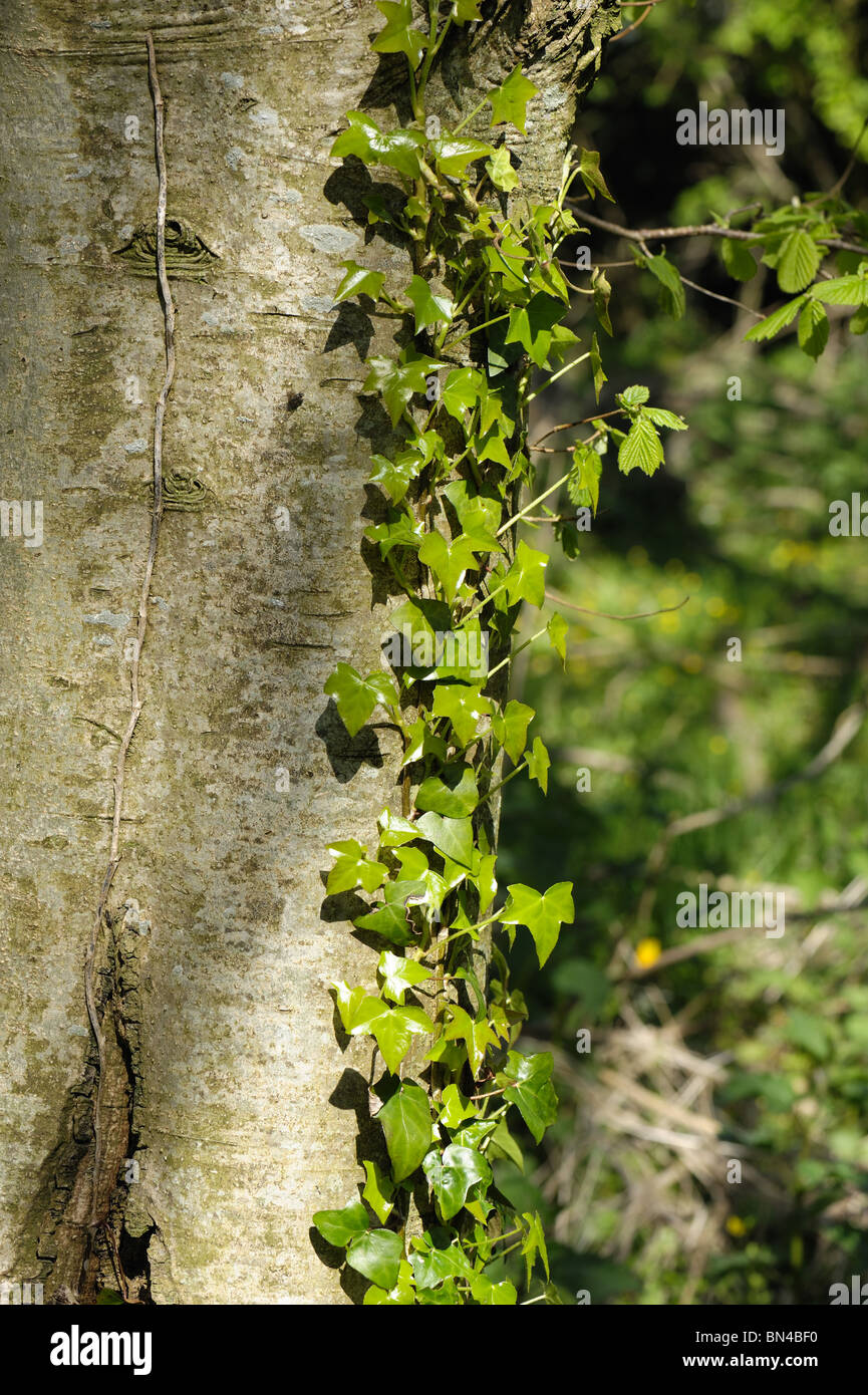 La hiedra (Hedera helix) y creciente escalada en el tronco de un árbol de ceniza Foto de stock