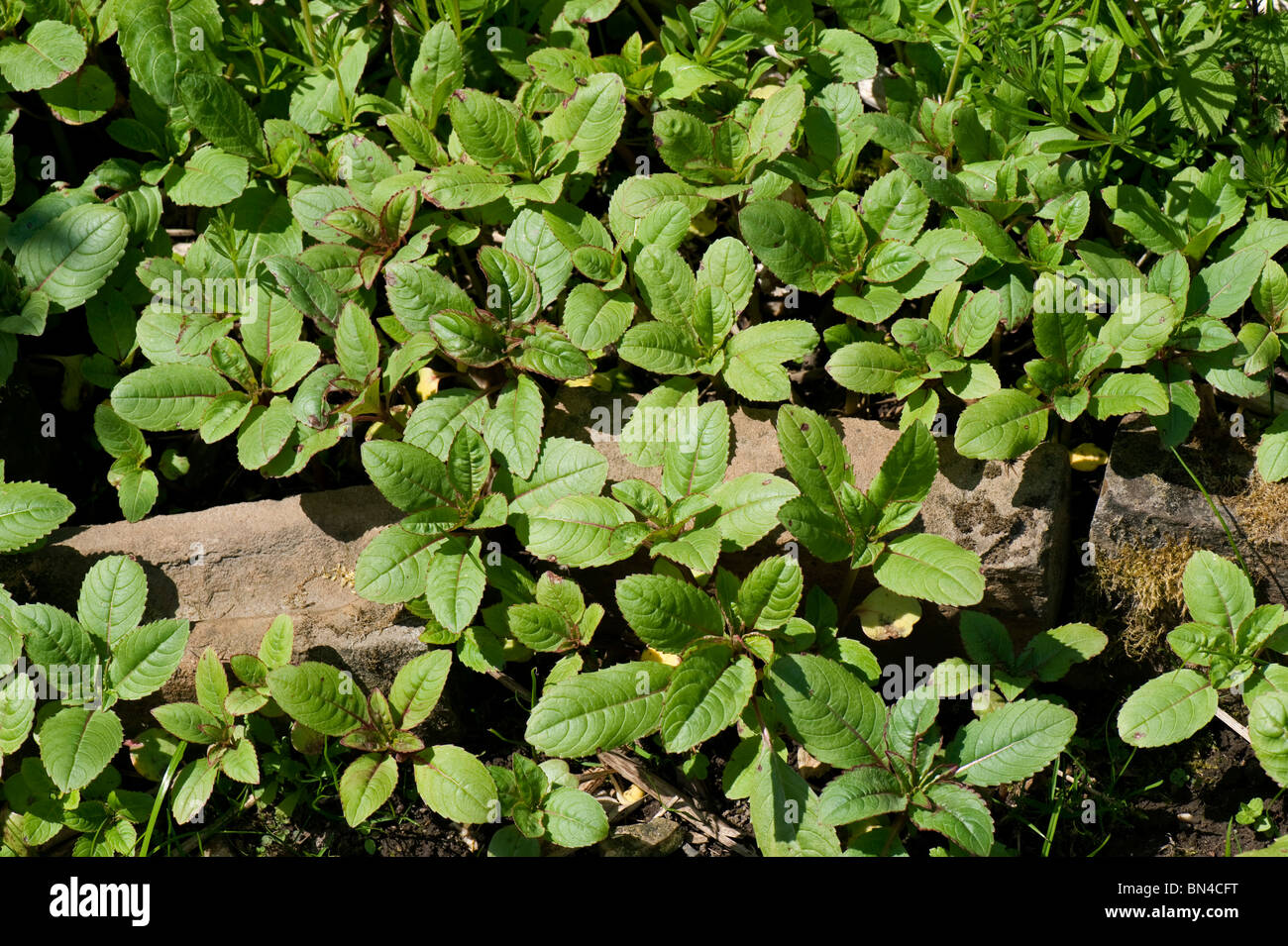 Young Himalayan bálsamo (Impatiens gladulifera) plantas auto-seeded Foto de stock