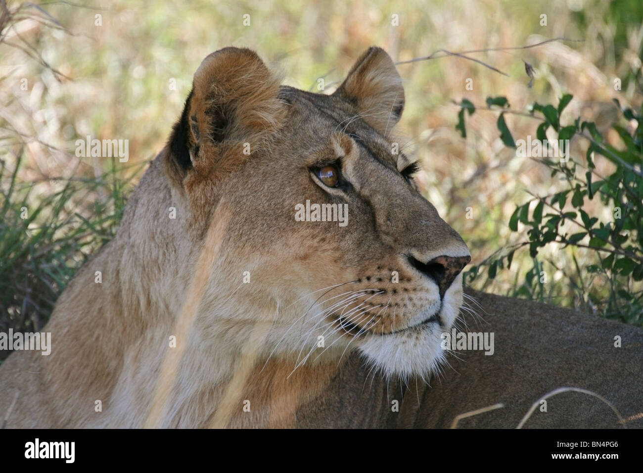 Leona retrato tomado en la Reserva Nacional de Masai Mara, Kenya, Africa. Foto de stock