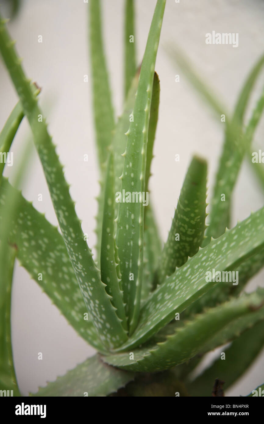 Kumari ; Korphad ; nombre botánico Aloe vera • El uso de las plantas  medicinales para tratar muchas enfermedades ; India Fotografía de stock -  Alamy