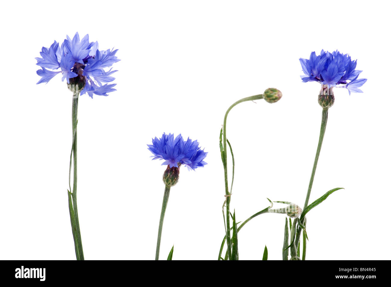 Objeto en blanco - flores azul aciano cerrar Foto de stock