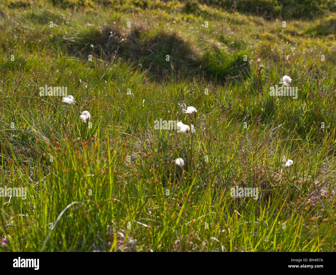 Eriophorum Angustifolium o Cottongrass comunes encontrados en las zonas pantanosas de Dartmoor NP Devon UK Foto de stock
