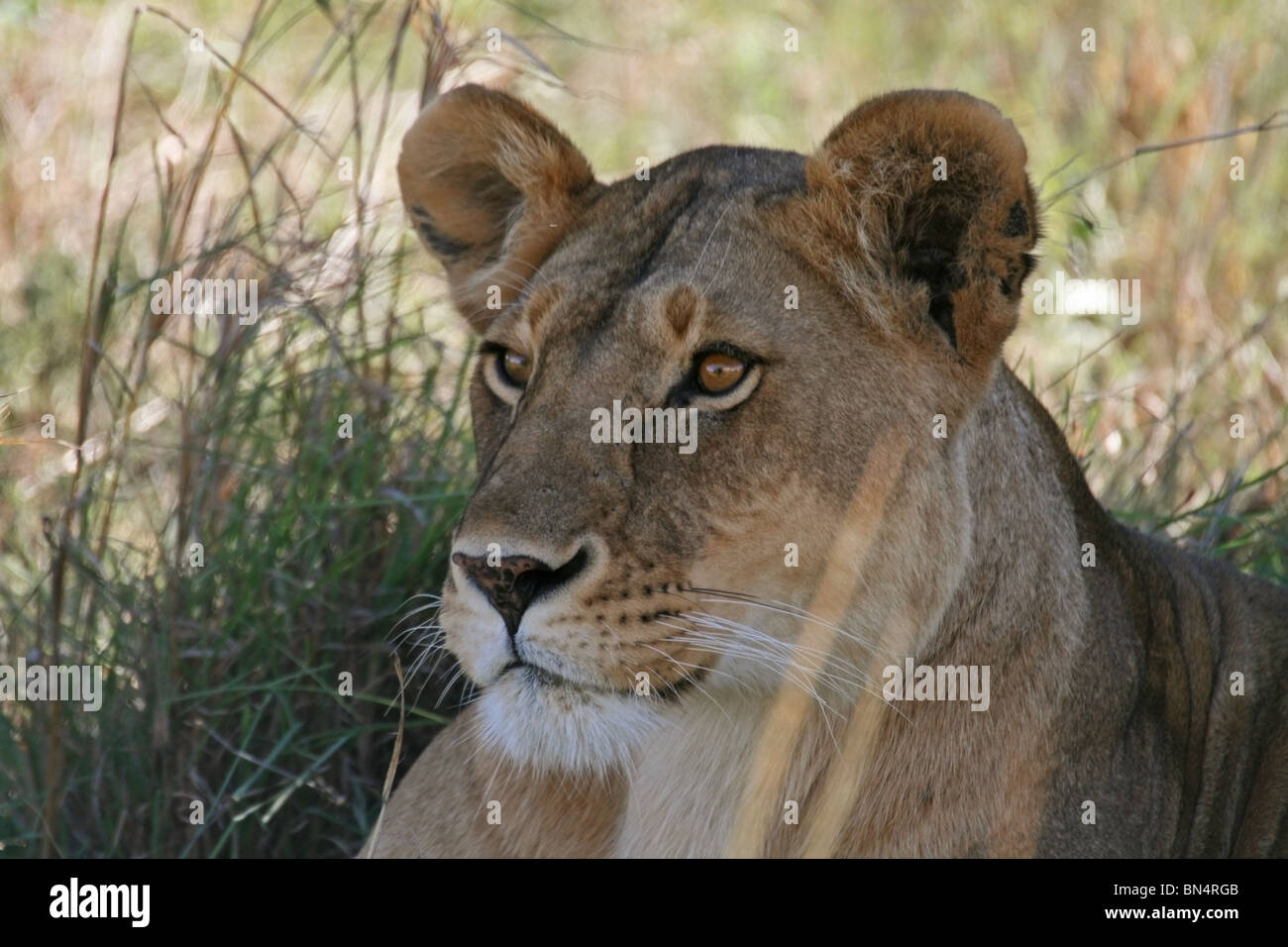 Leona retrato tomado en la Reserva Nacional de Masai Mara, Kenya, Africa. Foto de stock