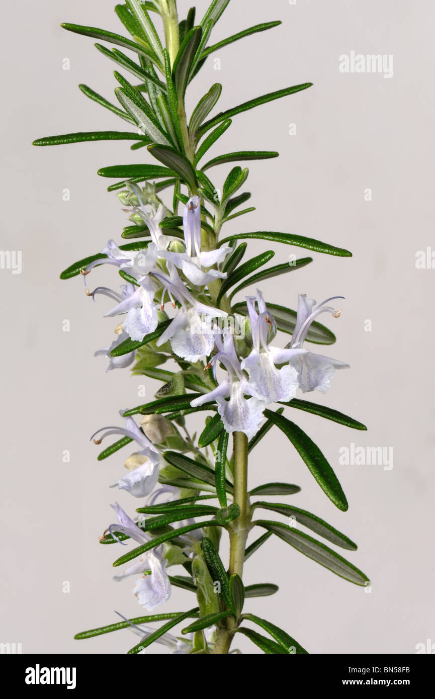 El romero (Rosmarinus officinalis) flores y hojas Foto de stock
