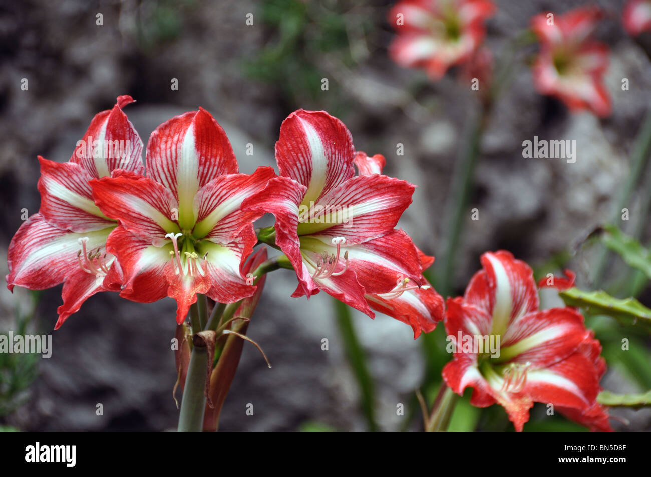 Amarilis rojos vibrantes flores están floreciendo con piedras en el fondo  Fotografía de stock - Alamy