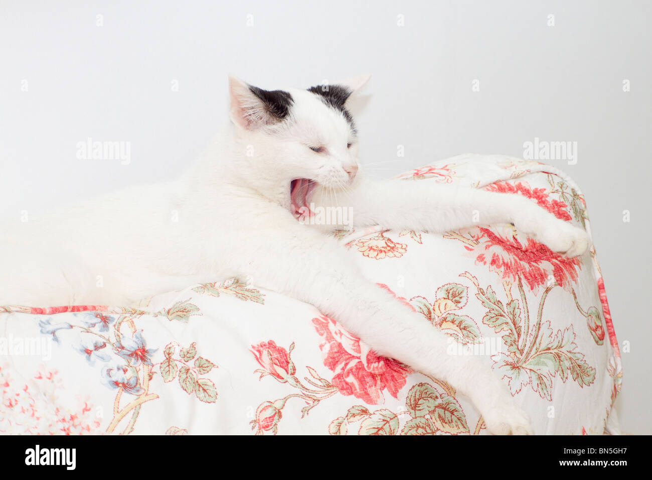 Joven negro y blanco gato doméstico (Felis catus) acostado sobre la espalda del sofá bostezar con patas delanteras tendidas Foto de stock