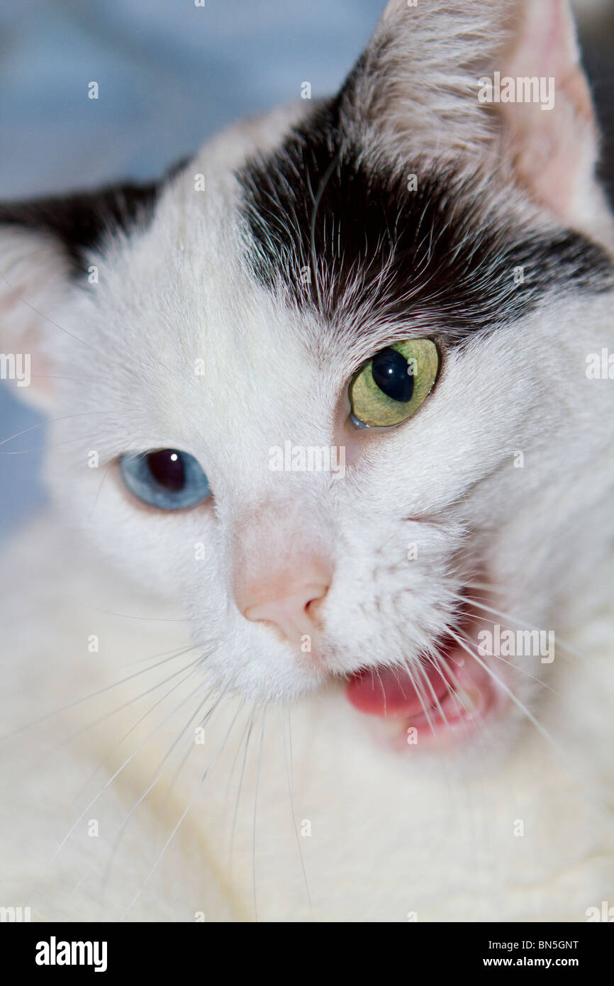 Retrato de un joven odd-eyed gato doméstico (Felis catus) bostezos Foto de stock