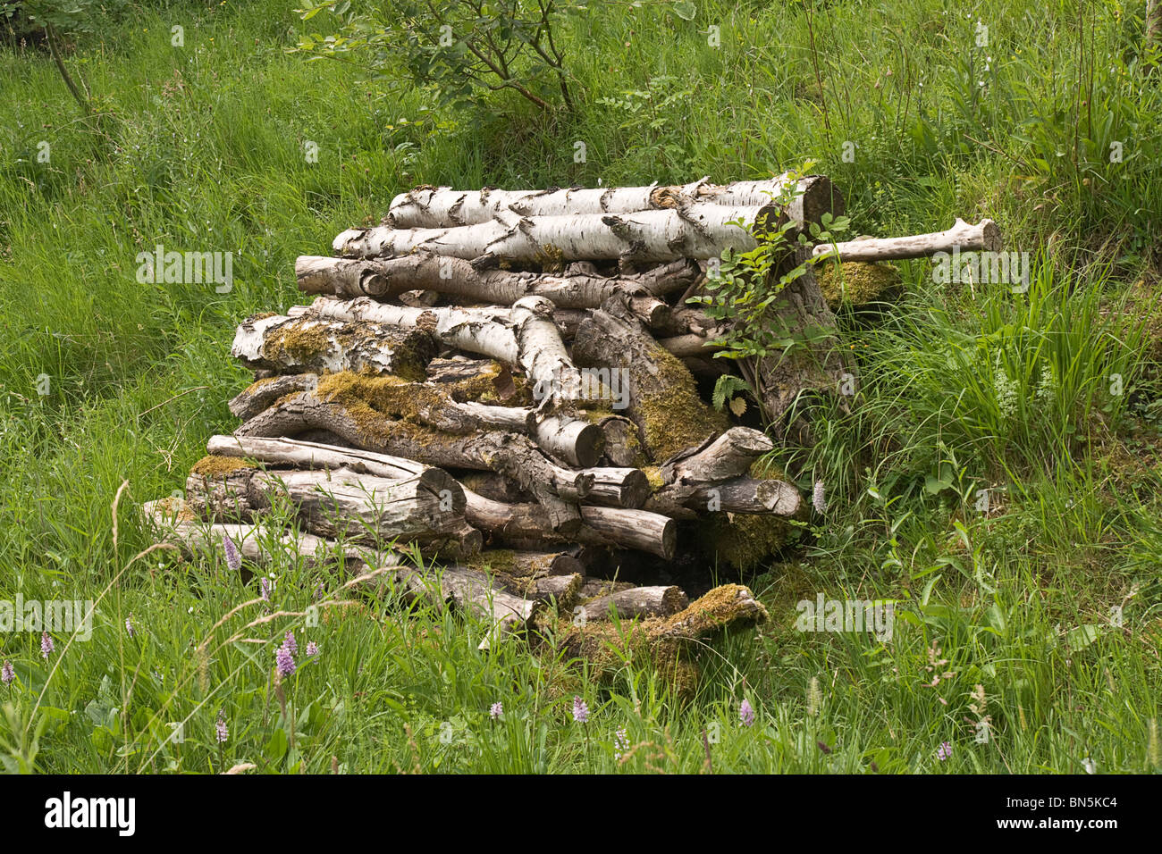 Montón de madera de abedul plateado (logs) a podrirse y favorecer así la vida silvestre. Foto de stock