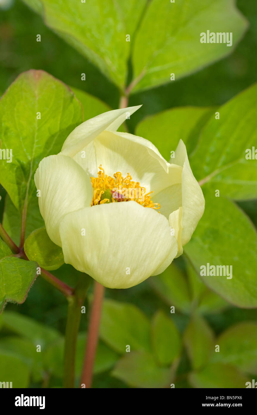 Solo abrir la flor de color amarillo pálido de Paeonia steveniana Foto de stock
