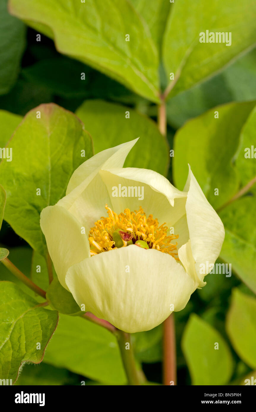 Solo abrir la flor de color amarillo pálido de Paeonia steveniana Foto de stock