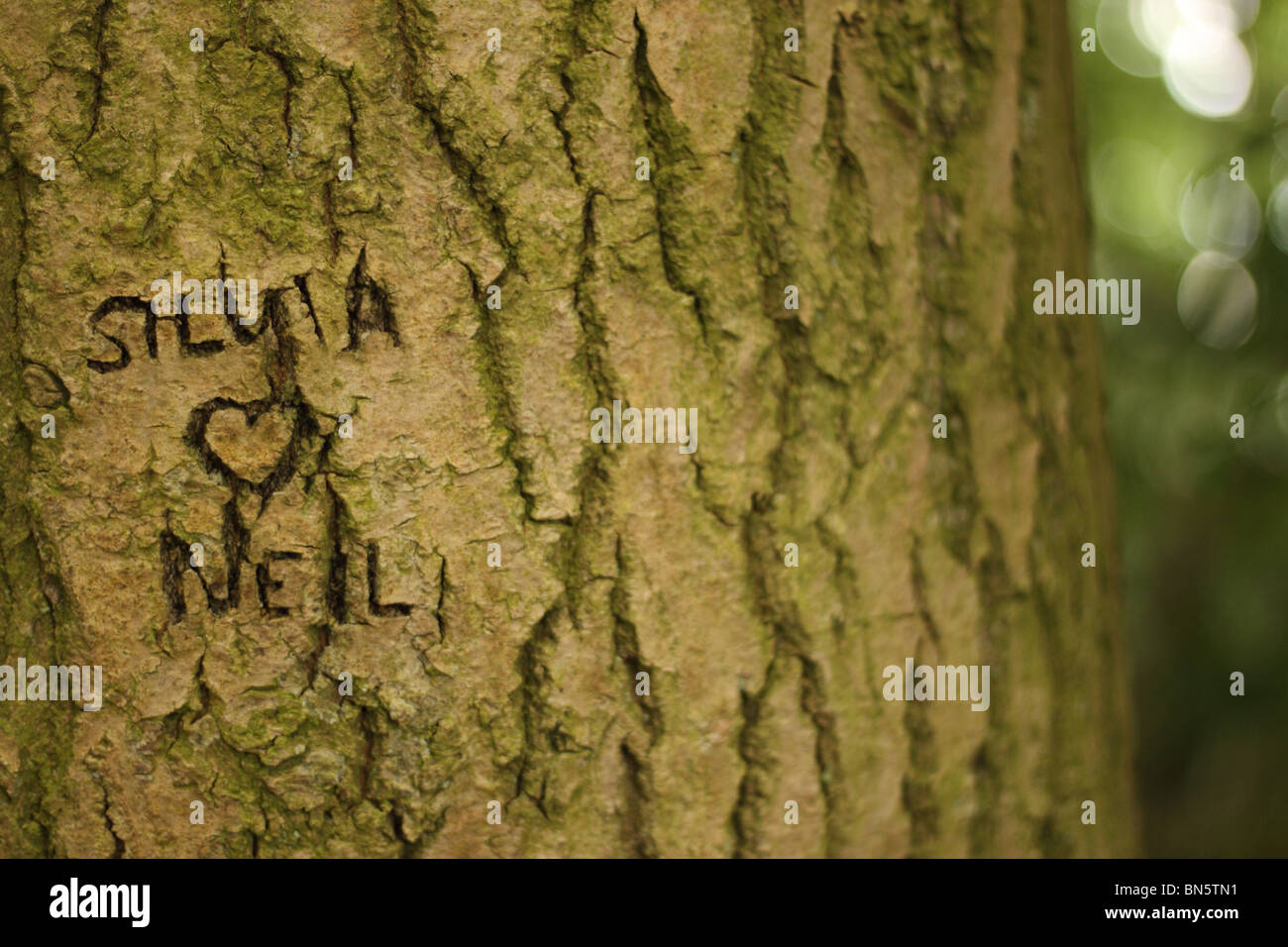Joven amor amantes con nombre y corazón tallado en corteza de árbol Silvia  ama a Neil Fotografía de stock - Alamy