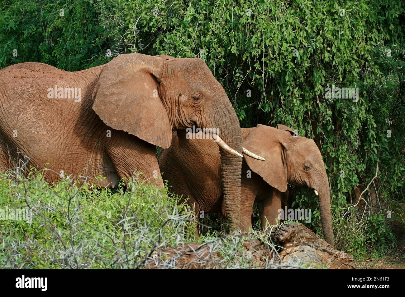 Los elefantes caminando en las selvas de la Reserva Nacional de Samburu, Kenia África Foto de stock
