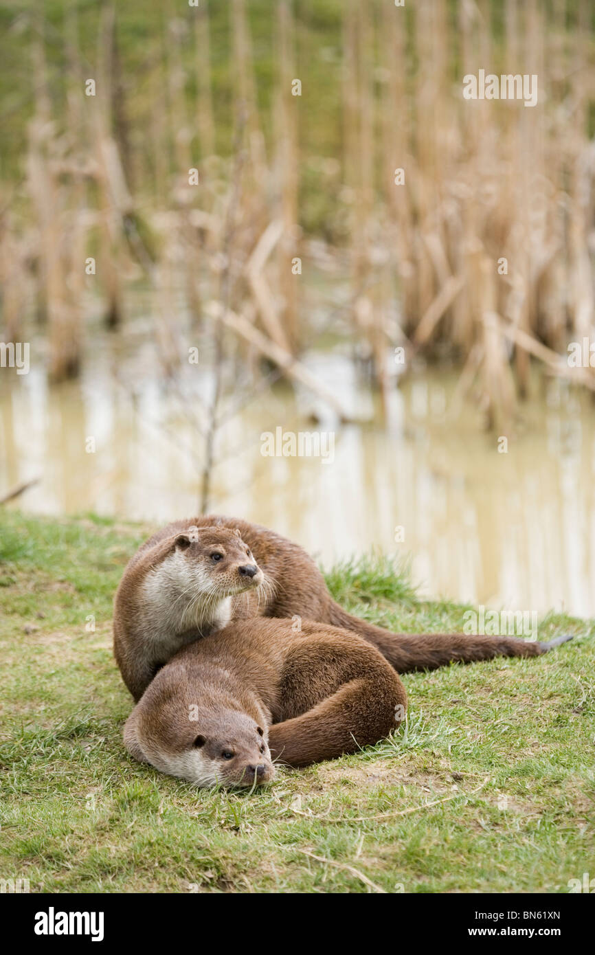 Euroasiática de la nutria (Lutra lutra). Par. Relajarse en el banco lateral. Foto de stock