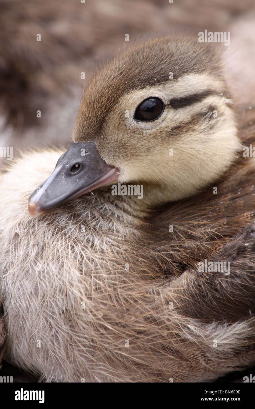 Pato Mandarin Aix Galericulata El Patito De Martin Mera Wwt Lancashire Uk Fotografia De Stock Alamy