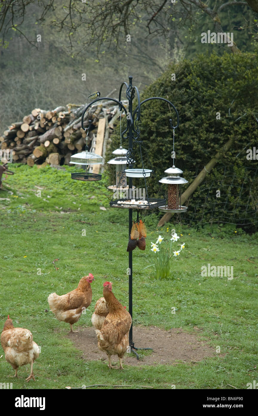 Las gallinas ayudando a limpiar cualquier salpicadura de semillas desde la estación de alimentación de aves Foto de stock