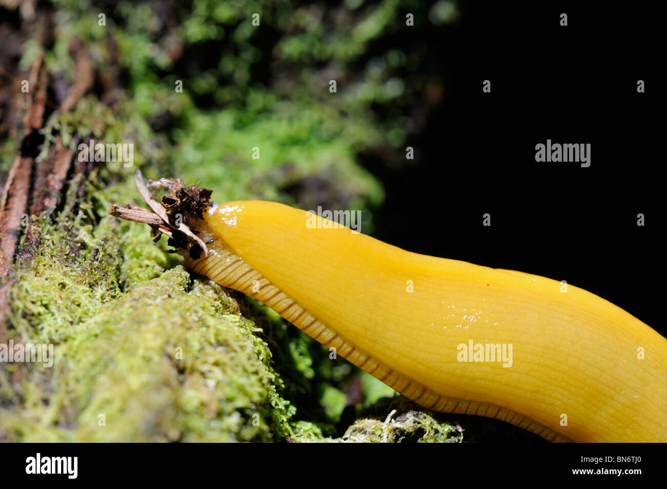 Stock Photo closeup mostrando la caudal tapón de mucosidad de banana babosa arrastrándose por el suelo del bosque. Foto de stock