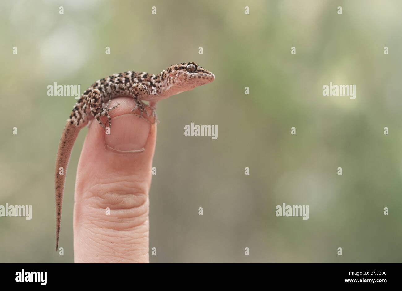 Lagarto reptil gecko vittatus fauna australiana Foto de stock