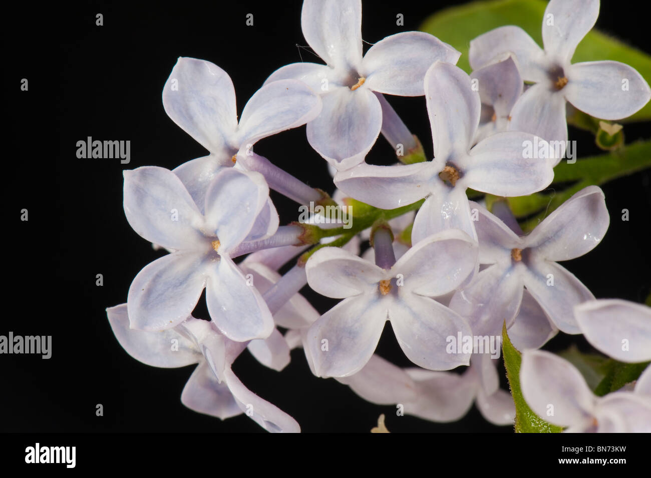 Las lilas (Syringa vulgaris) lila cogollitos contra un fondo negro Foto de stock