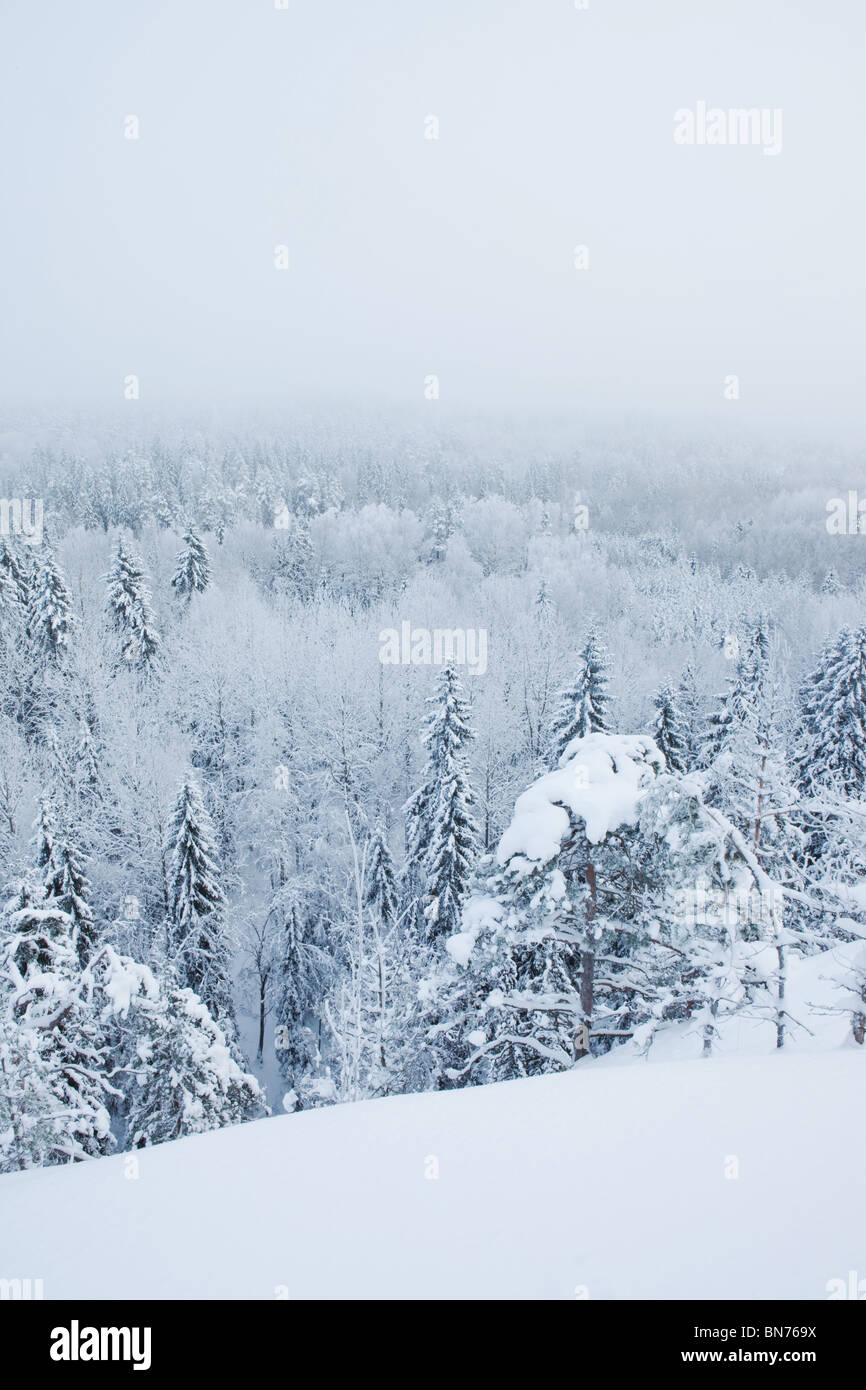 Paisaje invernal en el Parque Nacional Nuuksio, Finlandia Foto de stock