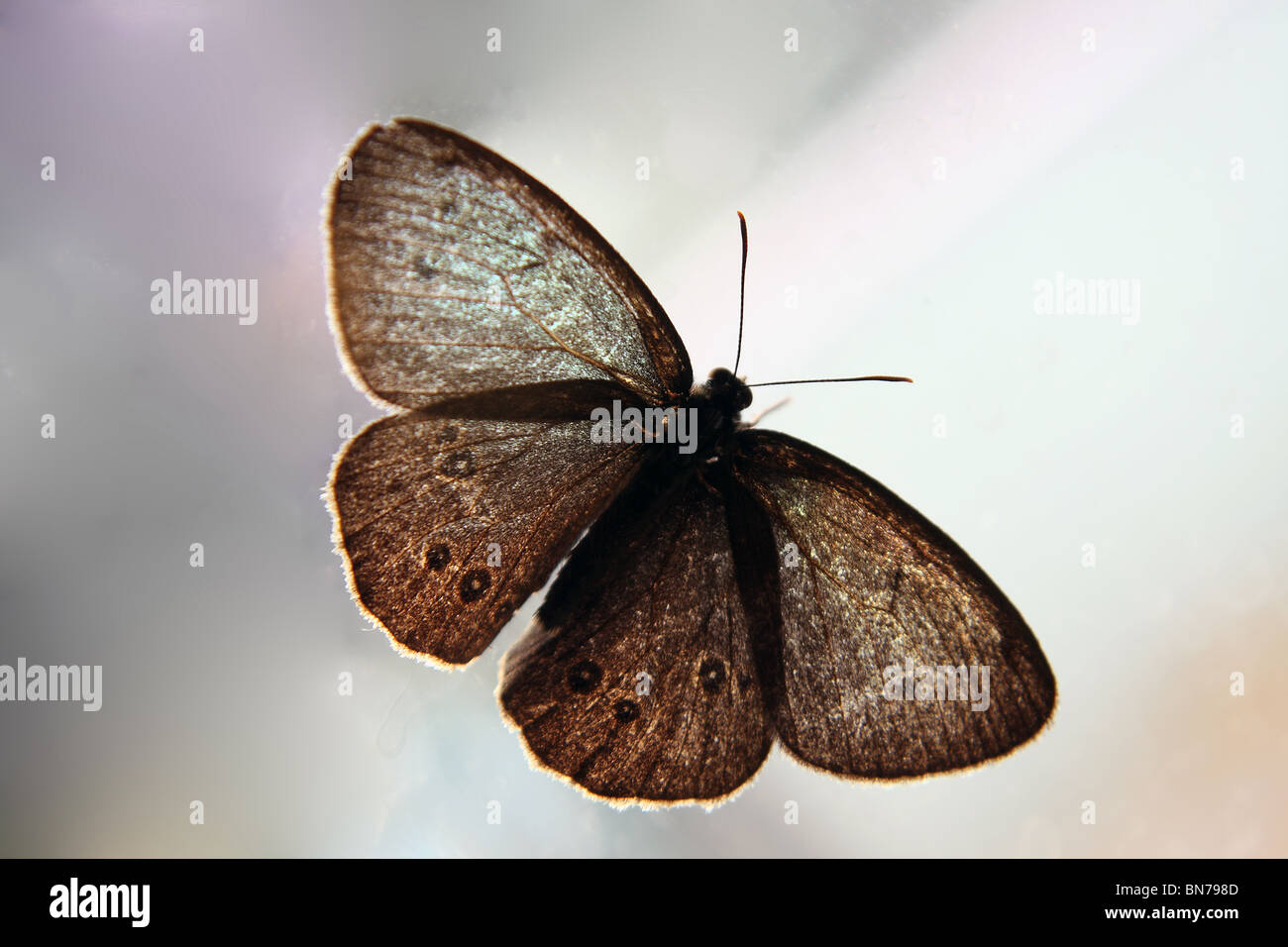 Una pradera común mariposa marrón en una ventana Foto de stock