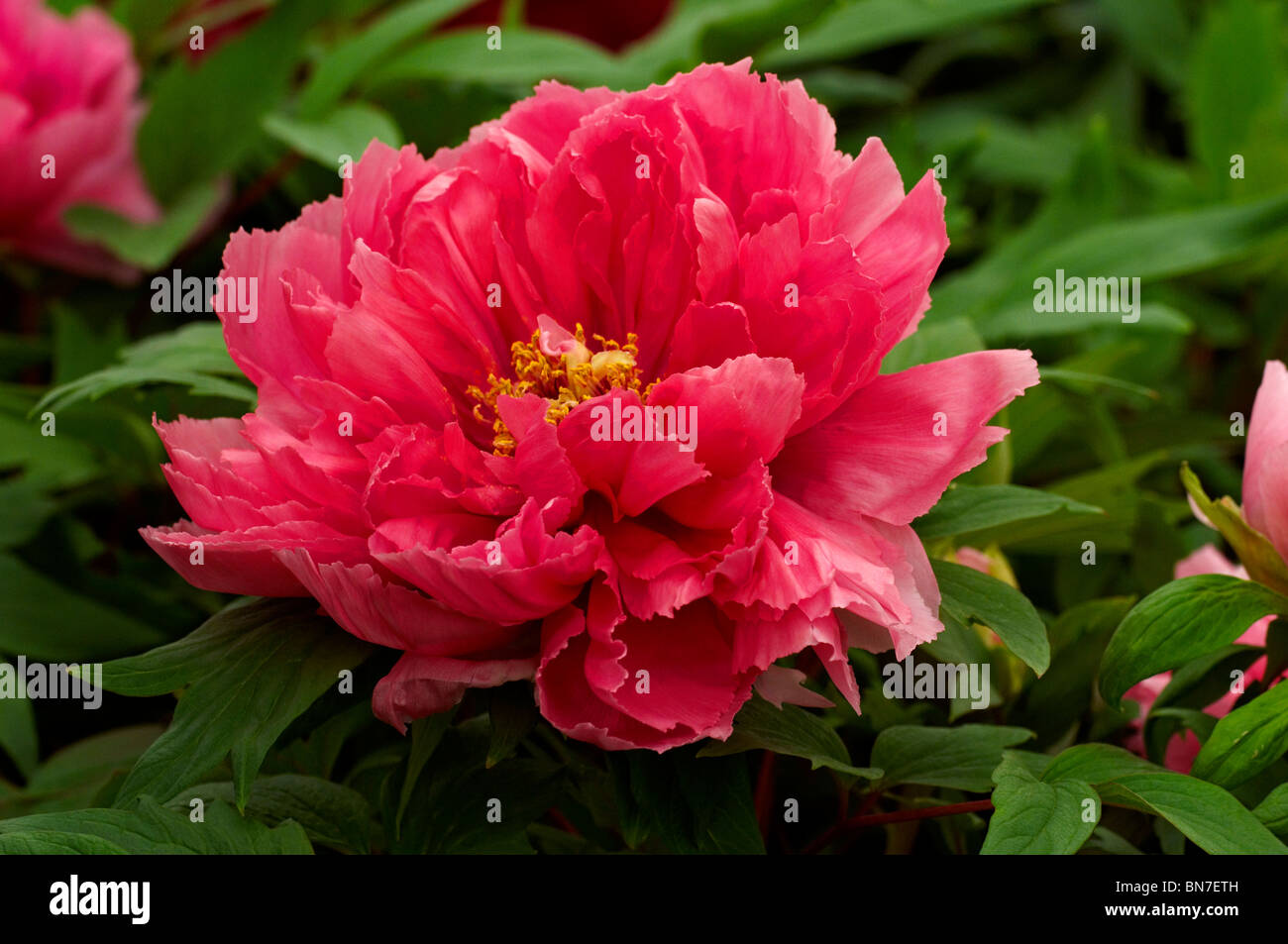 De Peonía Nishiki Tsuya 'no' en flor Foto de stock