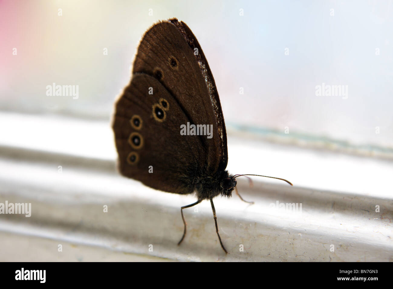 Una pradera común mariposa marrón en una repisa de la ventana Foto de stock