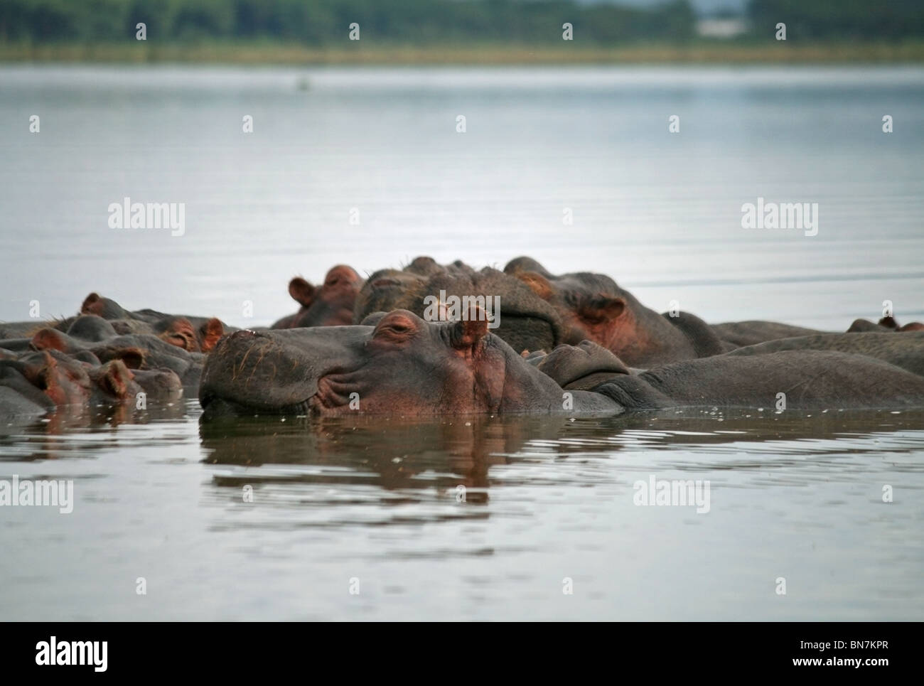 Una familia de hipopótamo relajante en el lago Naivasha, Kenia, África Oriental Foto de stock