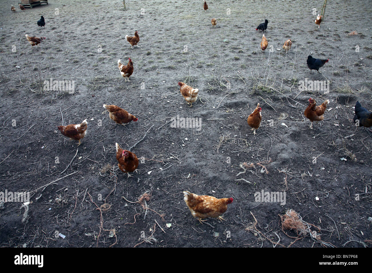 Free Range en una granja de pollos en Norfolk UK. Foto de stock